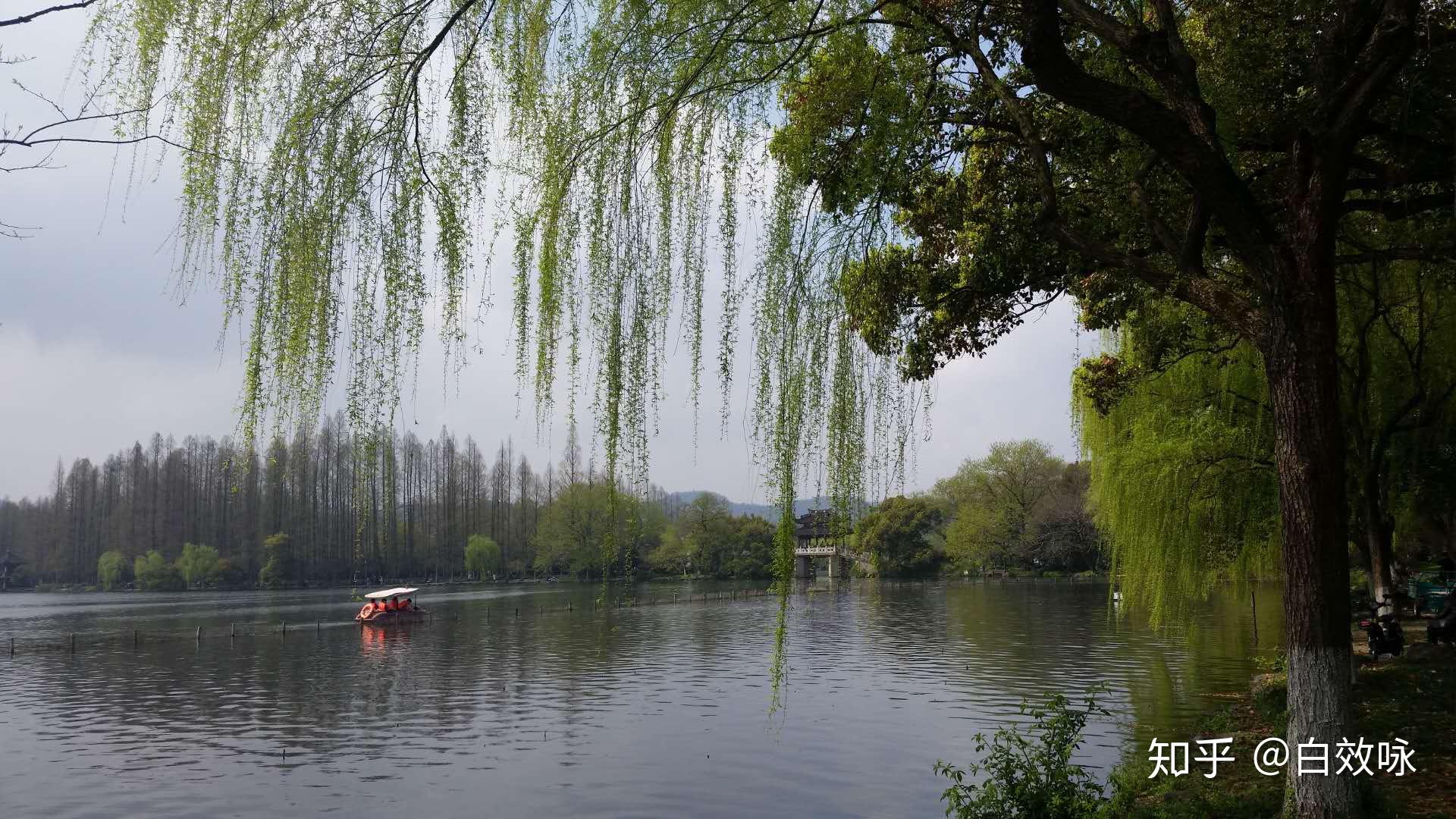 西湖美景三月天春雨如酒柳如烟