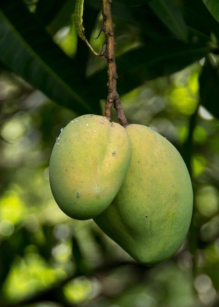 2. 芒果施肥方法