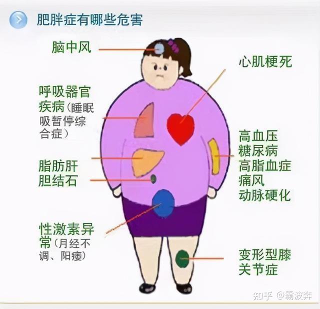 内脏脂肪很容易引发皮下脂肪增多,这就是为什么很多肥胖人群想通过