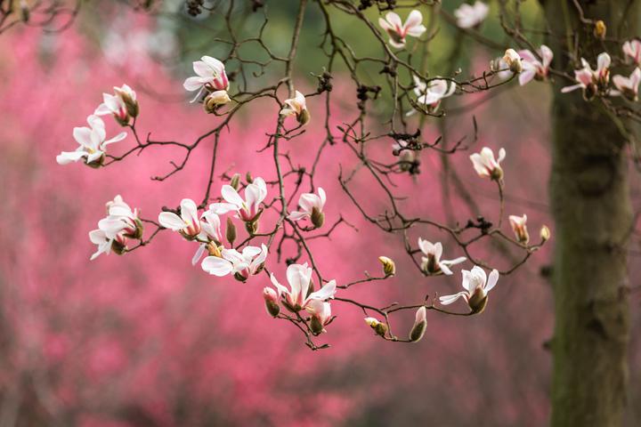 去这条玉兰花道，追逐一场倾城的花事 - 知乎