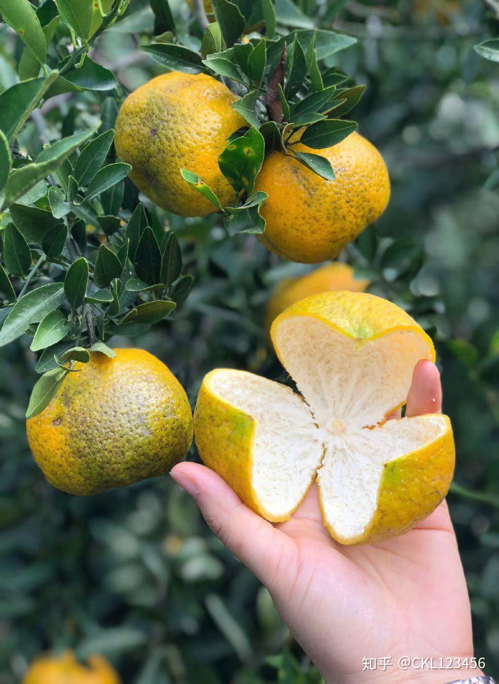 茶坑梁新会陈皮干仓的才正宗