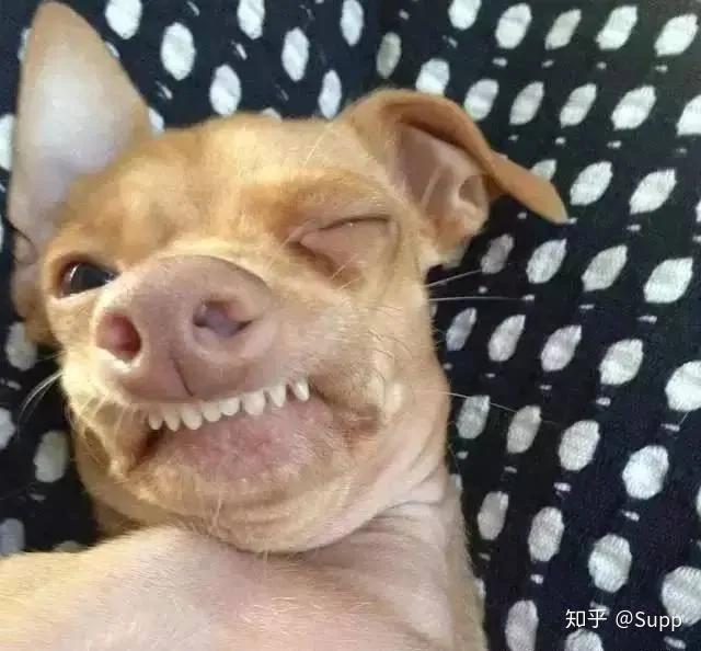 因为长得太丑这只龅牙汪圈了200万ins粉成了美国超级网红