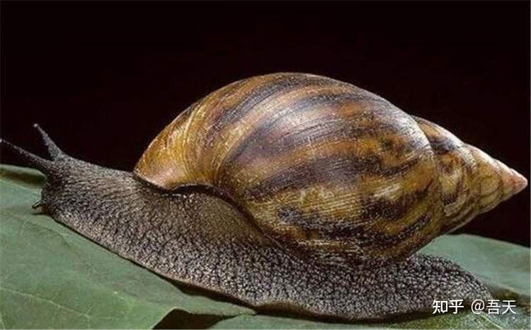 蜗牛种类 品种图片