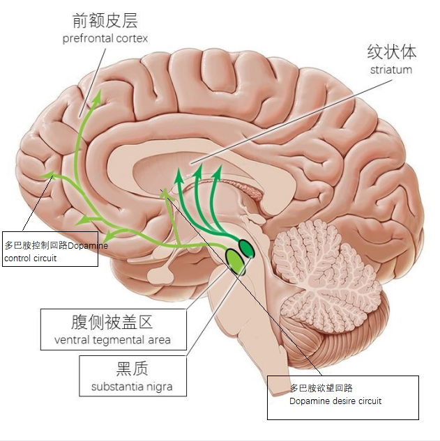 多巴胺是什麼它有哪些功能