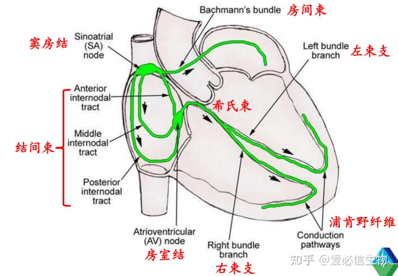 病理小课堂:循环系统心脏的结构与功能 - 知乎
