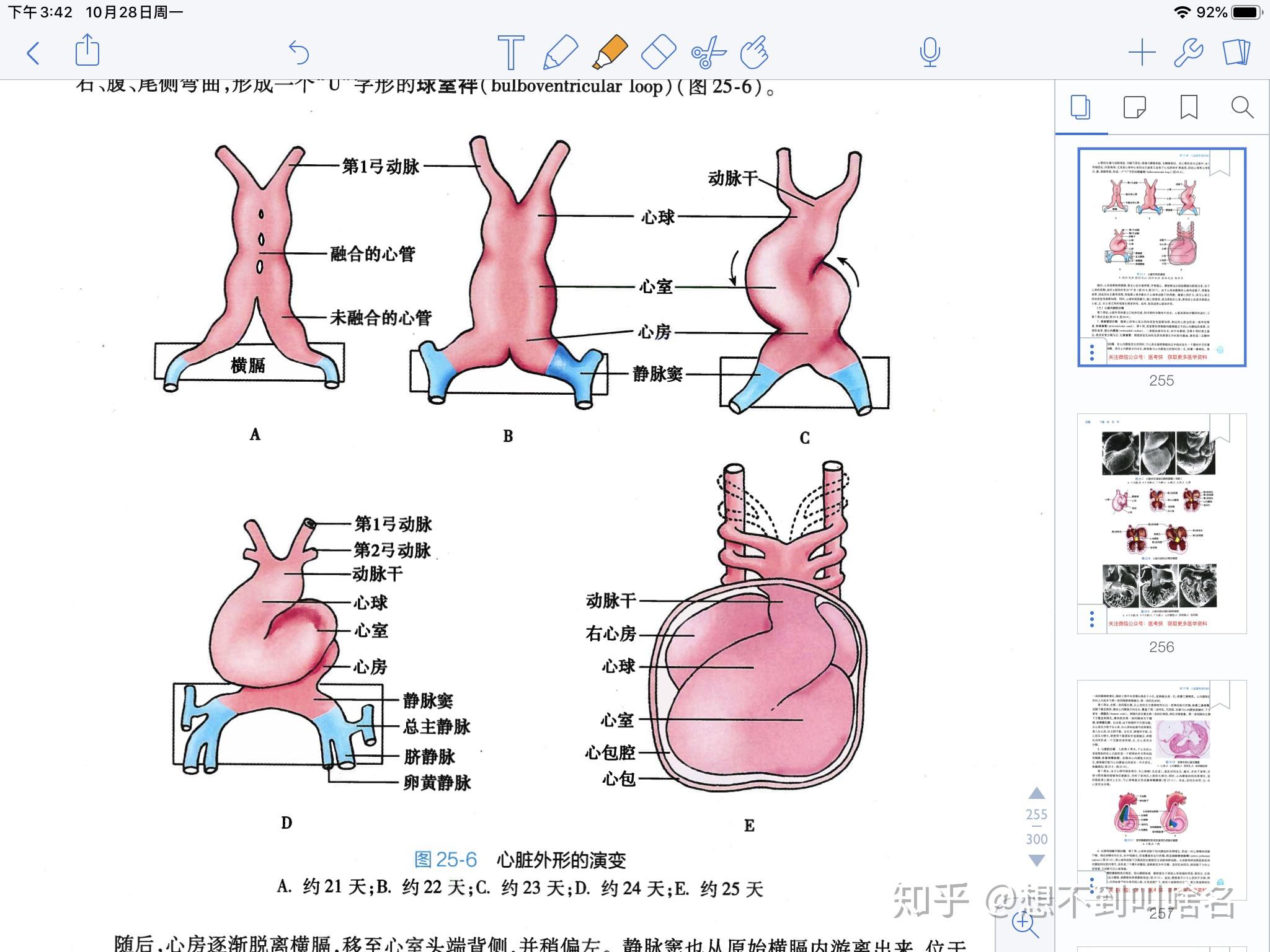 心脏的心底部是指哪里? - 知乎