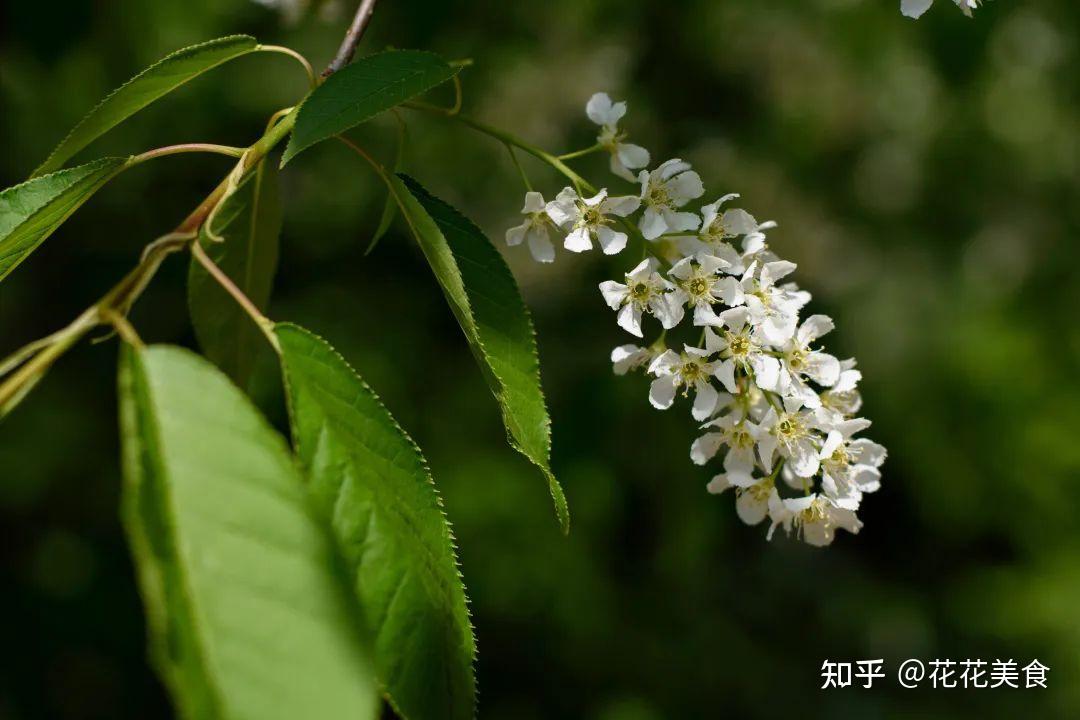 染料植物染料蓝靛是中国蓝印花布所使用的一种特殊的植物还原染色材料