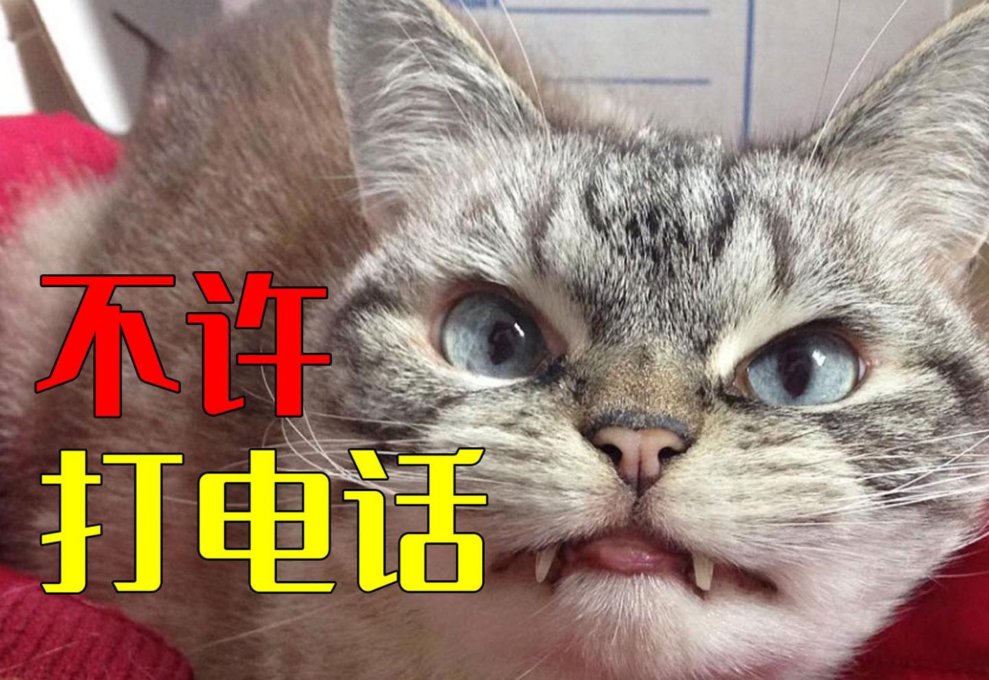 为什么每次打电话时 猫咪都要叫个不停甚至咬我呢 知乎