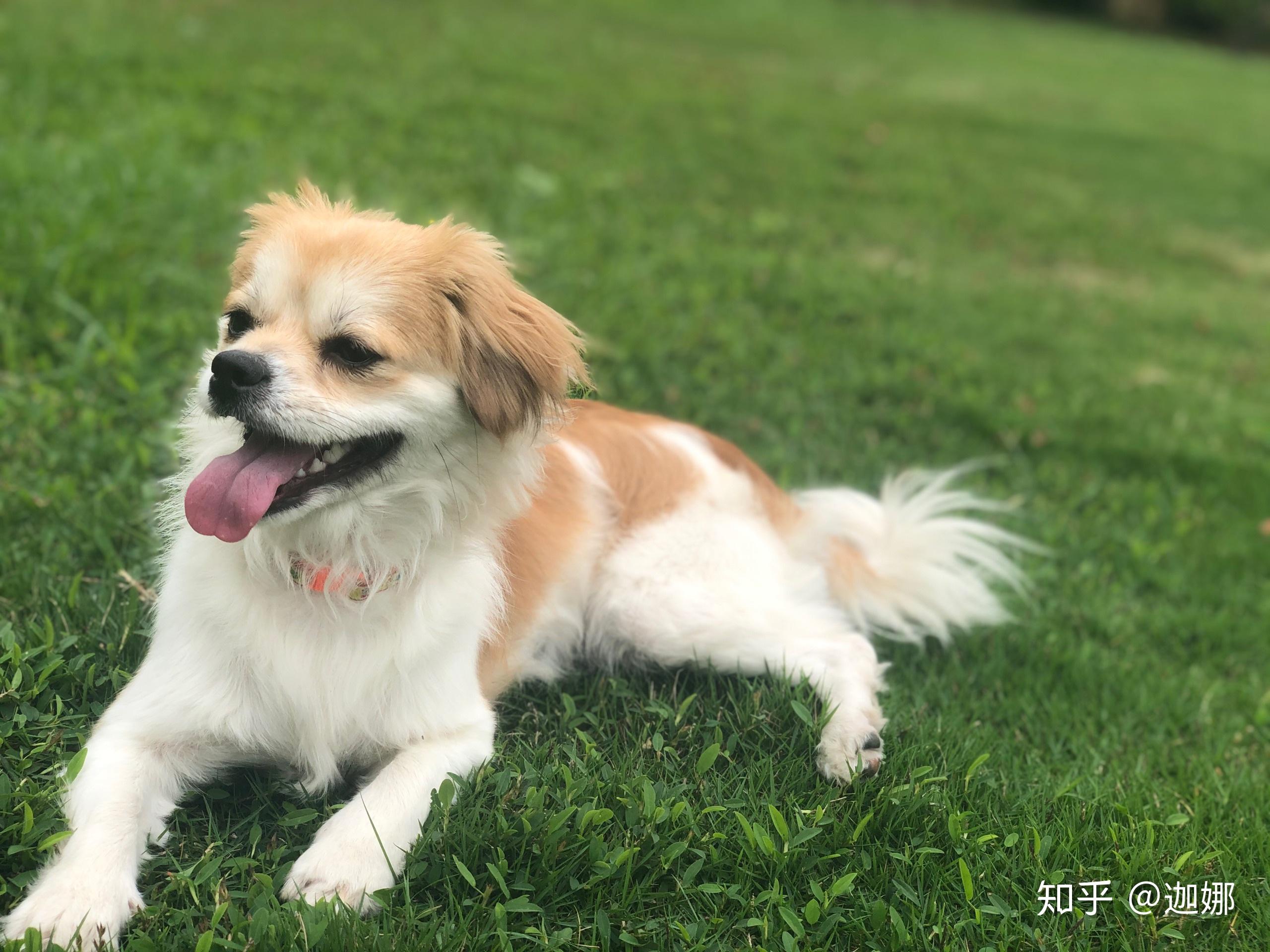 串串狗和纯种有什么区别? - 知乎