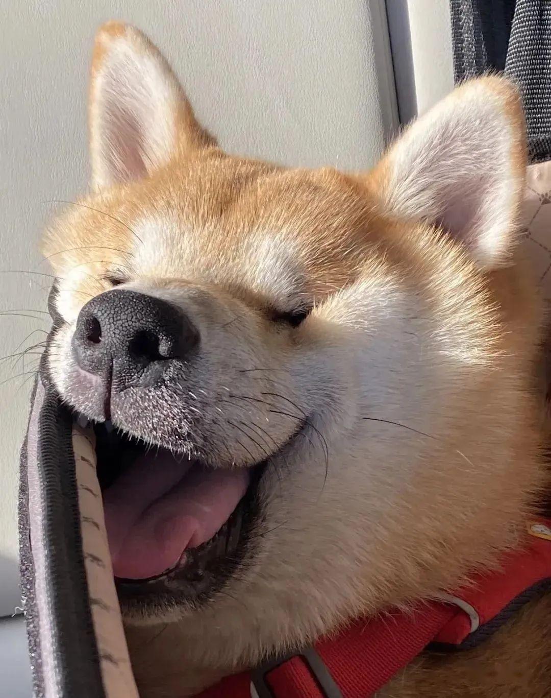 "柴犬的4岁生日,定妆照乖巧.jpg,非常趁着的