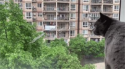 动图封面