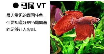 v2-1bd9ff6452cdff81aa9b70a057bb6fb0_b.jpg
