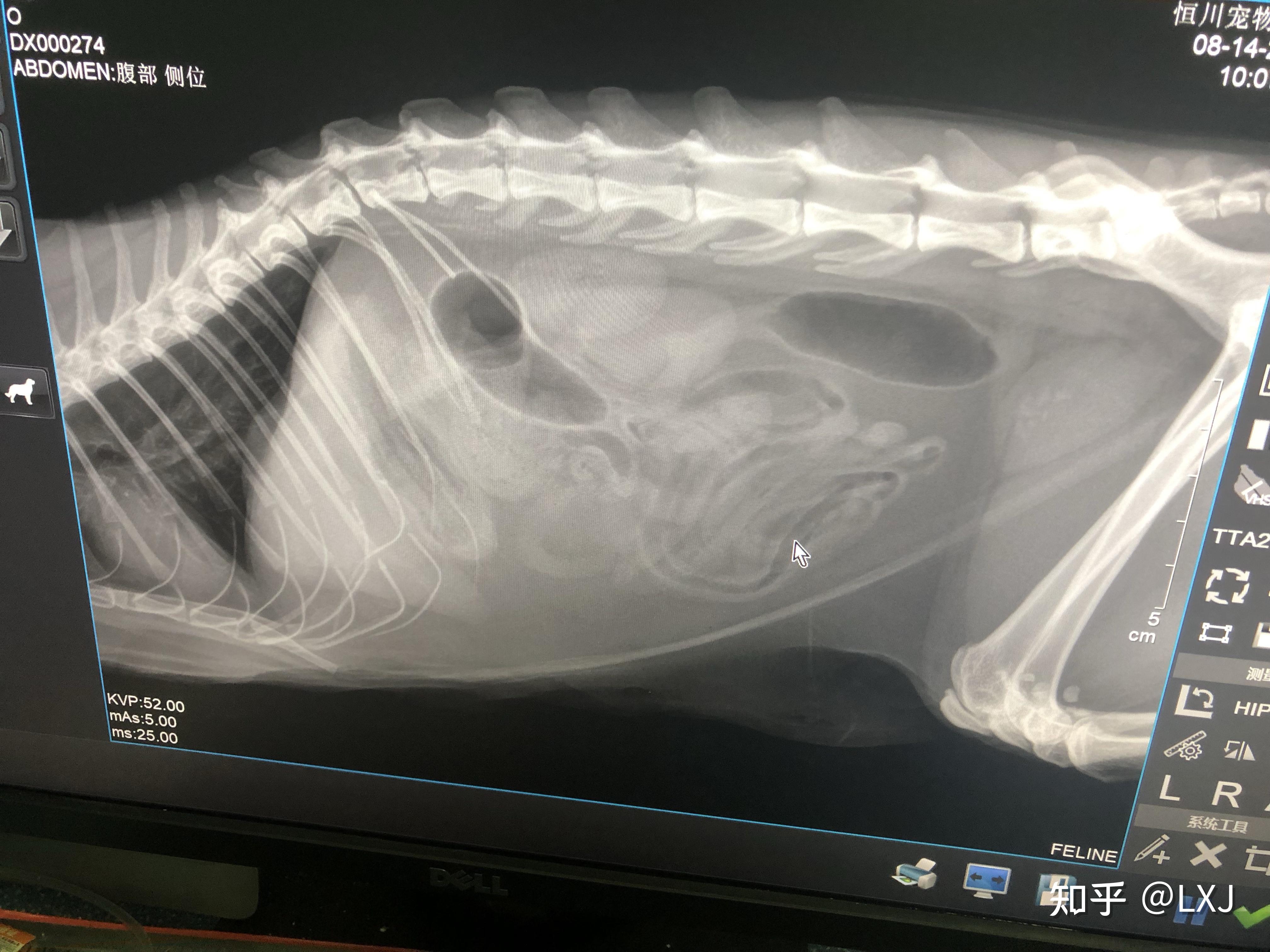猫咪状态越来越差,我又淘宝上付费咨询了另一个兽医,医生建议做x光