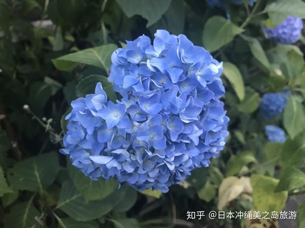 紫阳花 日本人的爱 知乎