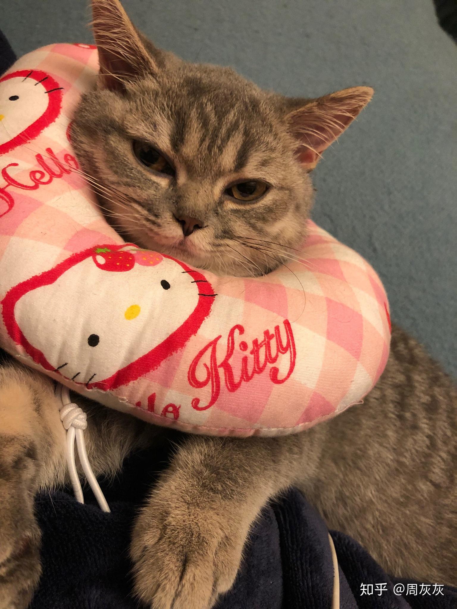 满满干货(铲屎要注意什么事项)铲屎要注意什么细节,(图14) 满满干货(铲屎要注意什么事项)铲屎要注意什么细节,(图14)