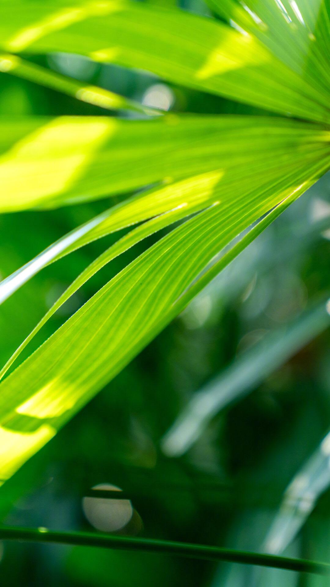 你们有没有那种可好看的绿色背景图哇超喜欢绿色