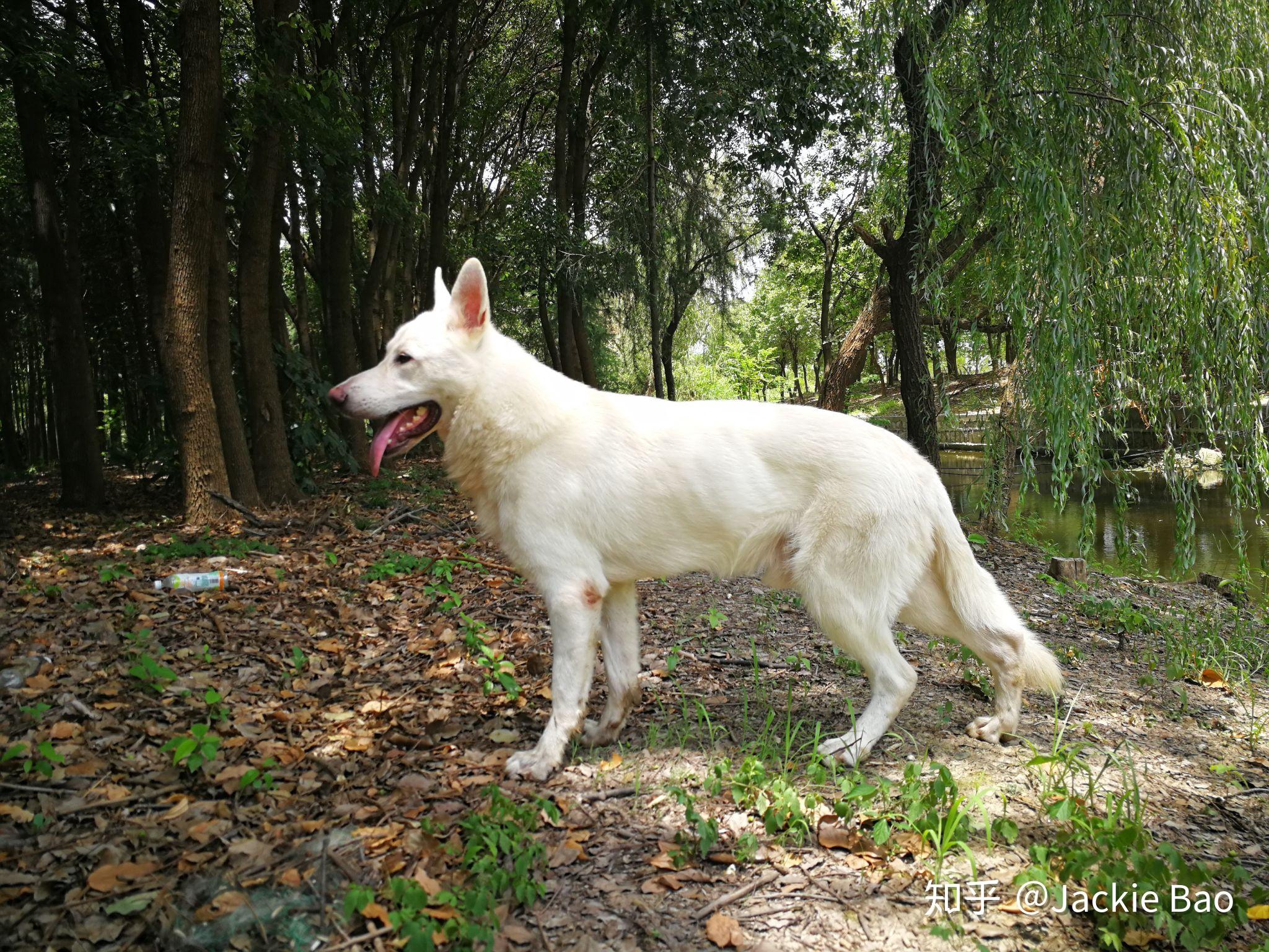 國內誰家有瑞士白色牧羊犬白德牧本人家在哈爾濱男孩兩歲因品種少見