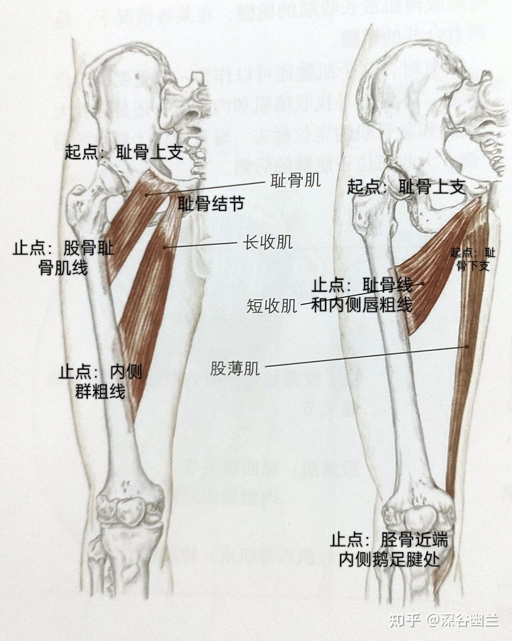 耻骨肌,短收肌,长收肌,股薄肌,向前弯腰除了松解使脊柱前屈的肌肉外