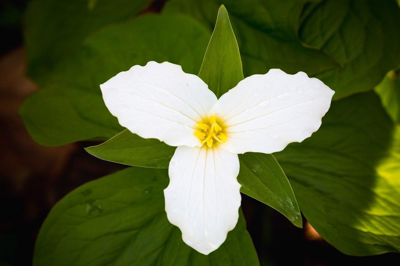 3. 夏荷立叶季节