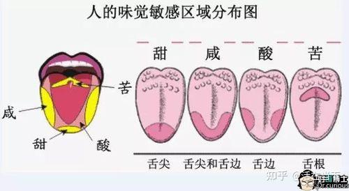 酸甜苦辣味蕾分布图图片