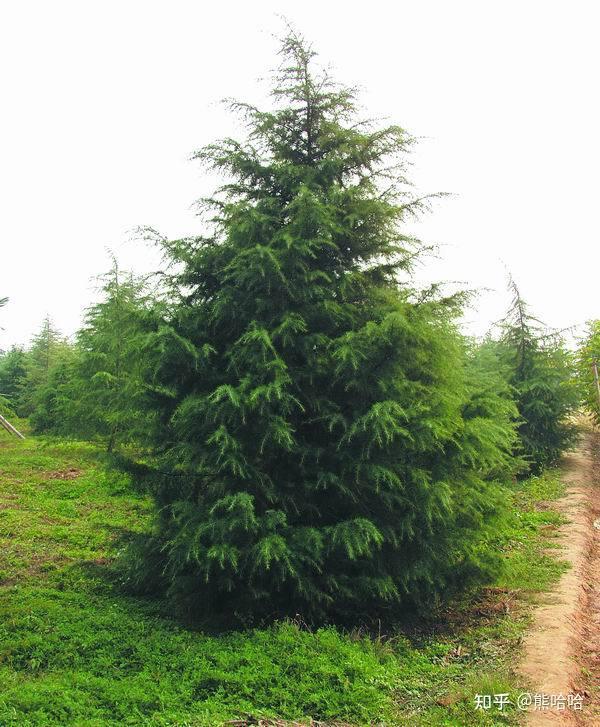 十大最耐干旱的绿化树有哪些 - 知乎