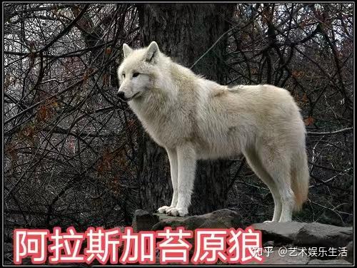 灰狼的40个亚种,它们曾经辉煌的生活在世界的各个角落 - 知乎