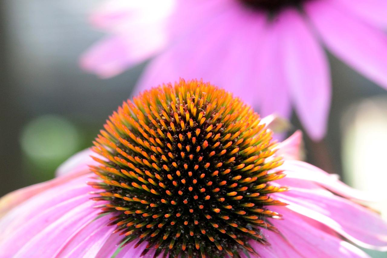 百花松花粉怎么样