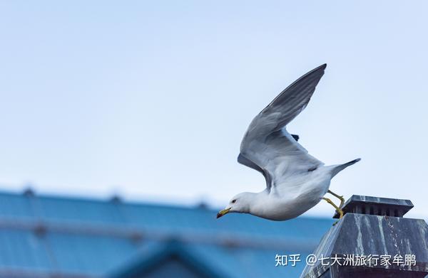 北海道最喜欢的八爪鱼小城 电影 情书 的取景地 知乎