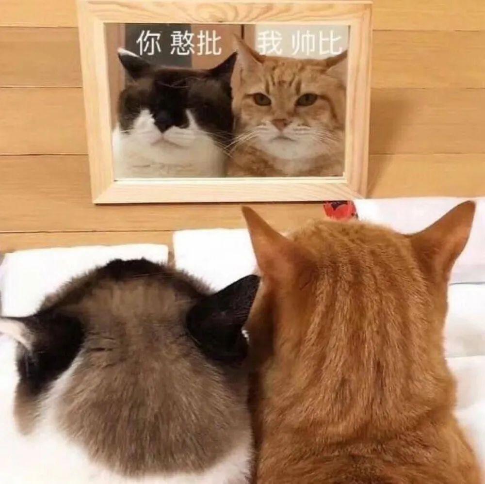 你有那些微信 qq沙雕表情包分享一下吗?