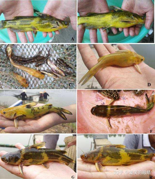 黄颡鱼公母图片