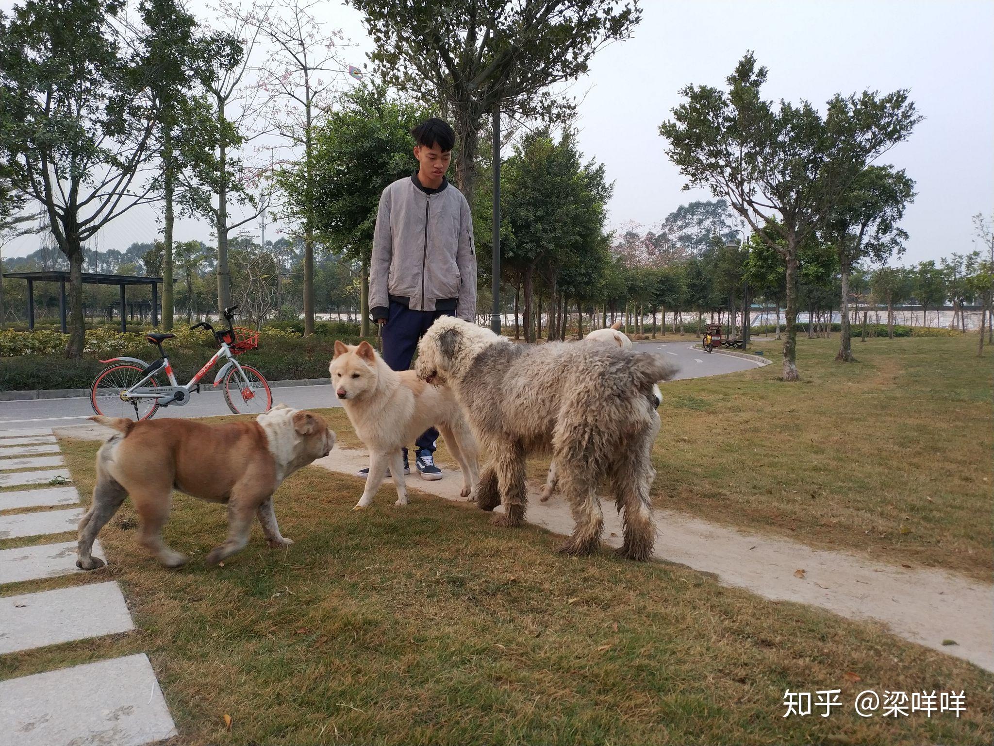 土松狮是土狗中最有希望成为国产翘楚的,为什么知道它的人寥寥无几? - 知乎