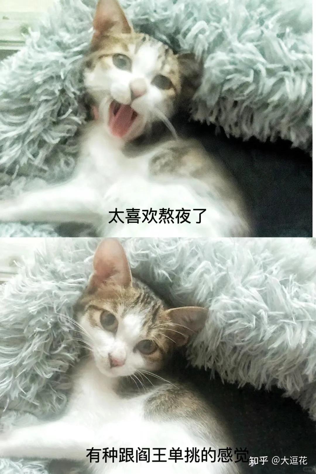 有哪些猫咪搞笑表情包值得分享