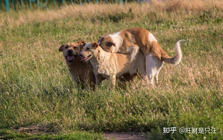 狗狗在交配时,连连"惨叫",背后的原因不简单
