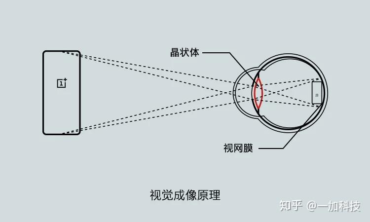 人眼视觉系统图片