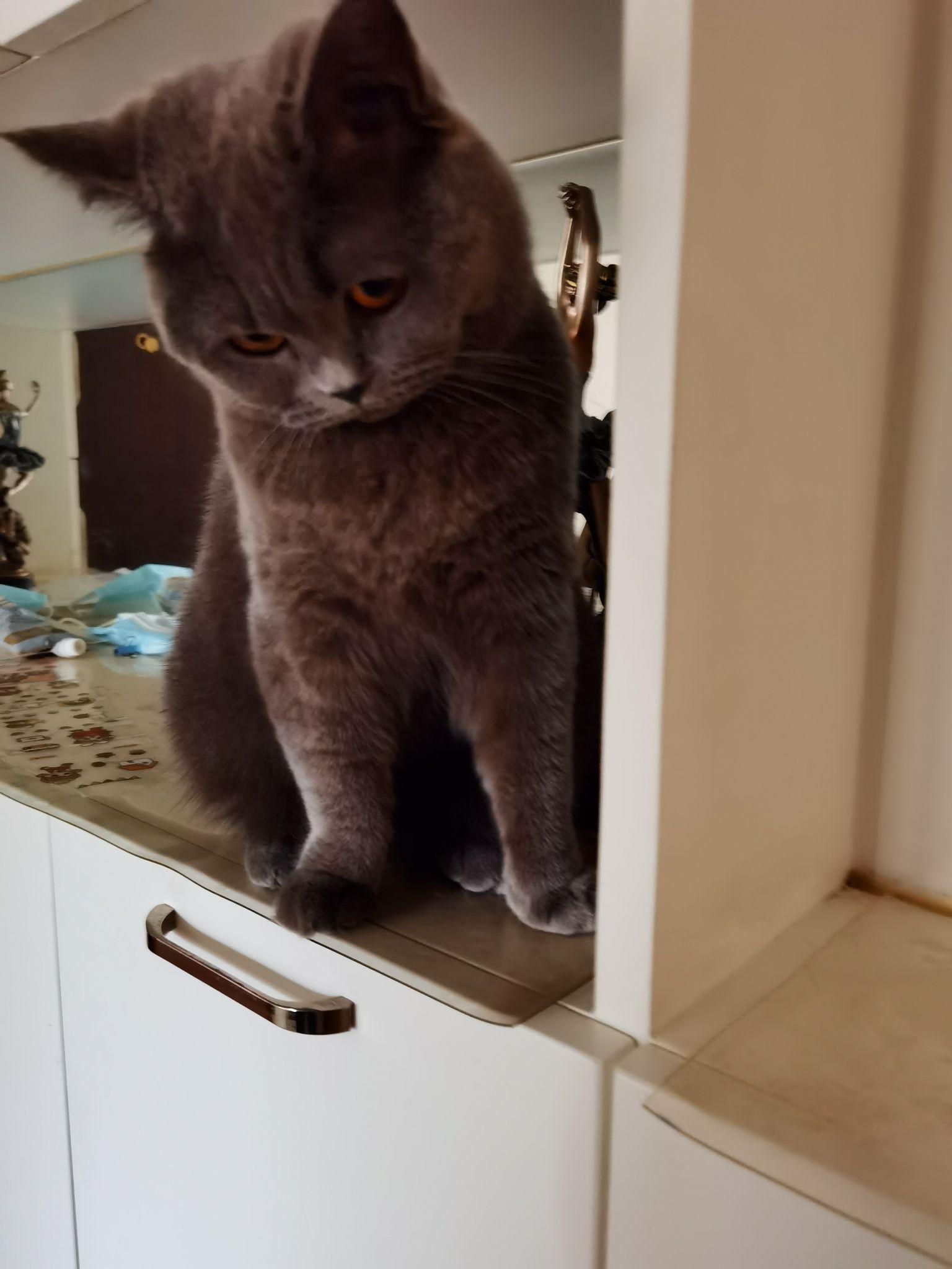 感觉家里的猫咪总用一种轻视的眼神看我,怎样才能在它面前树立威严?