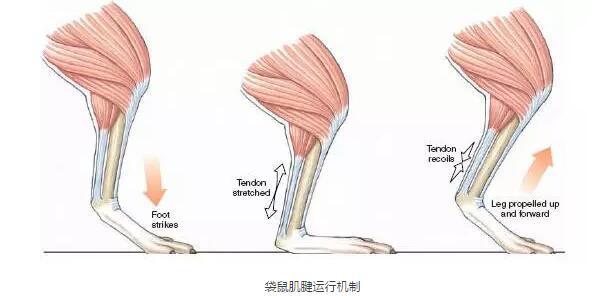 筋骨训练十二条大筋图片