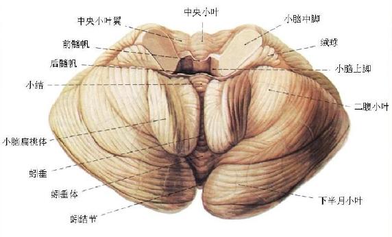 小脑中脚解剖图图片