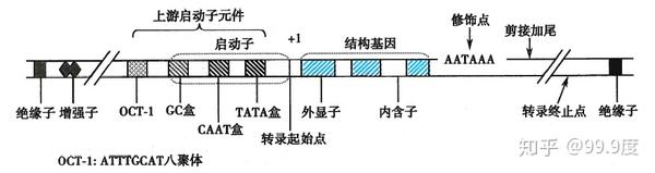 基因和基因组 - 知乎