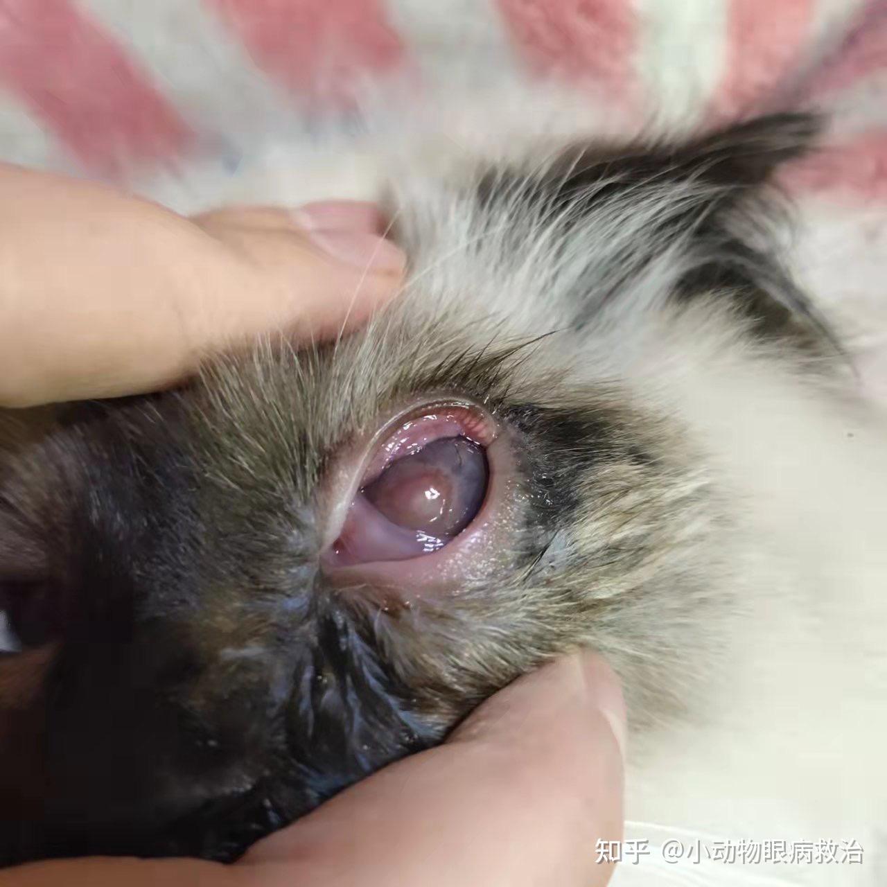 布偶猫角膜溃疡77角膜溶解痊愈了