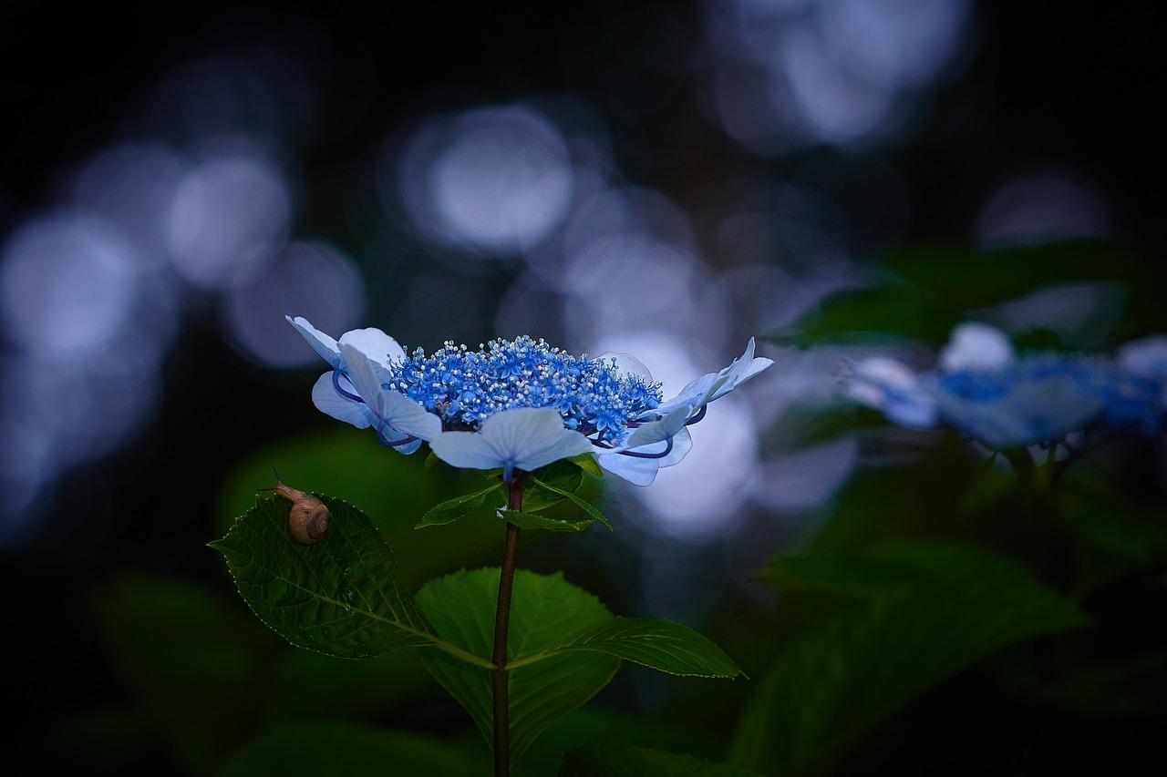 金边瑞香冬天如何浇水