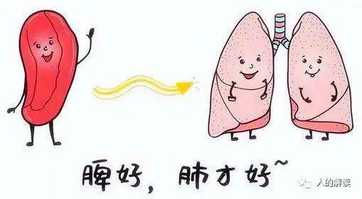 第四条经络：脾经，升清降浊的能量大道 - 知乎