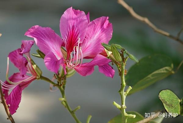 八种过敏花草 家有哮喘 鼻炎等易过敏人群不要养 知乎