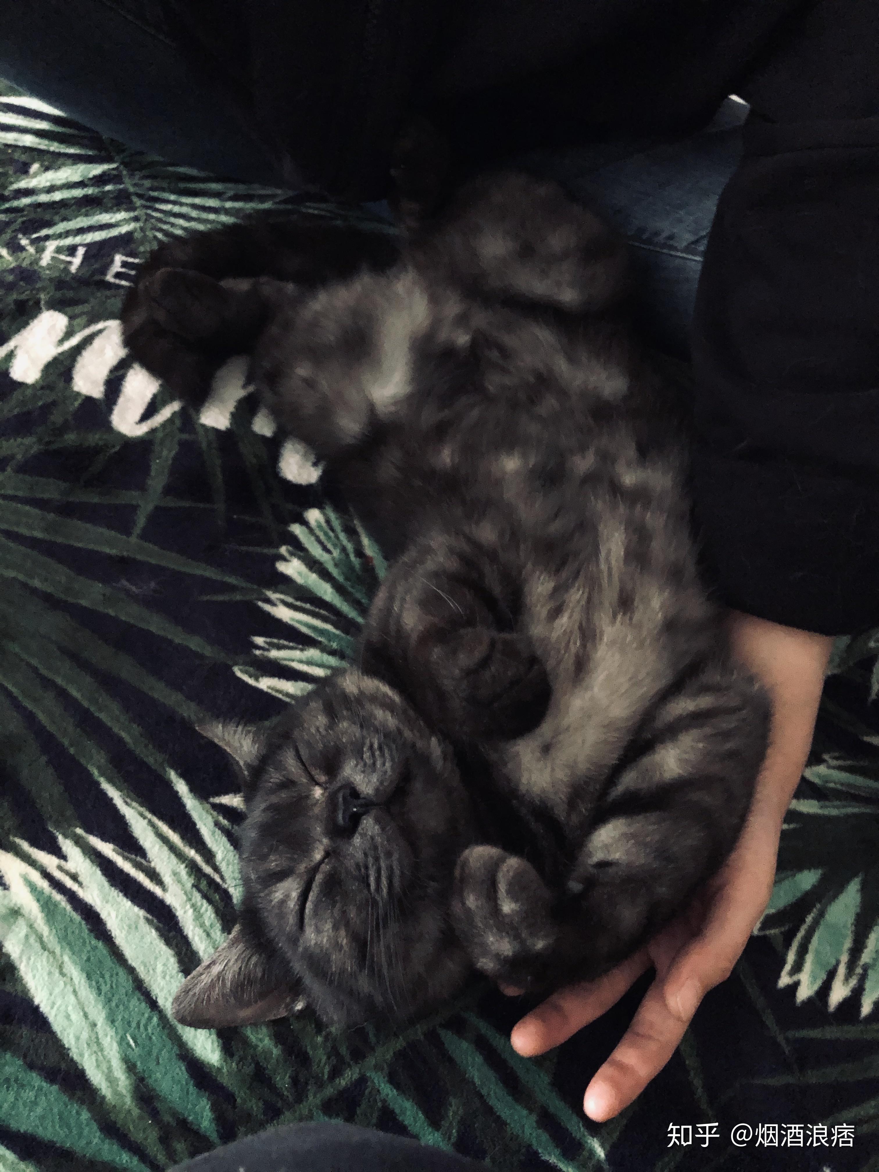 请问黑灰条纹的美短长大后会变成什么样会不会变成图三