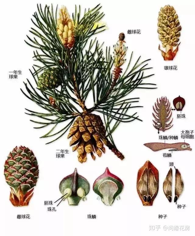 最全的植物形态图解 ，让你轻松认识所有植物！ - 知乎