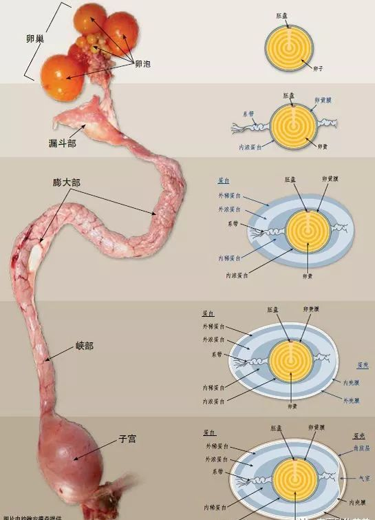 鸡蛋为何是椭球体的呢?能从进化和基因上能有科学的解释吗? - 知乎