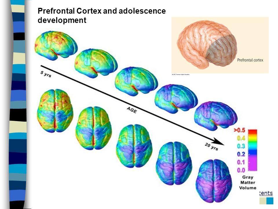 儿童大脑发育过程图图片
