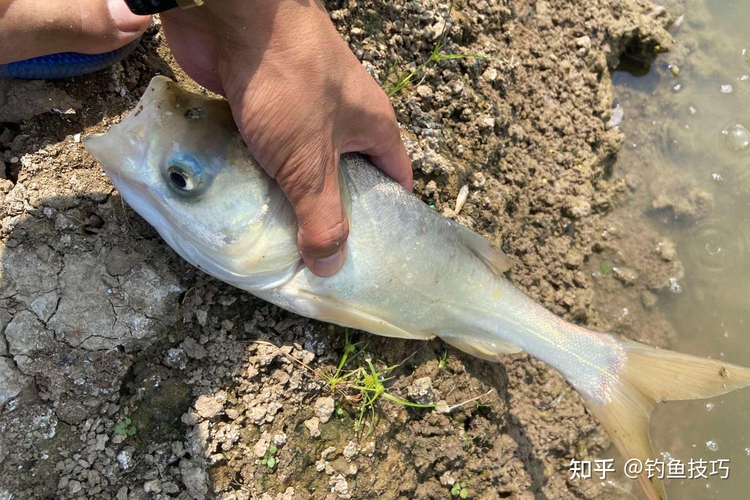 初秋钓鲢鳙的5个要领,钓鲢鳙最后的狂口期 - 知乎