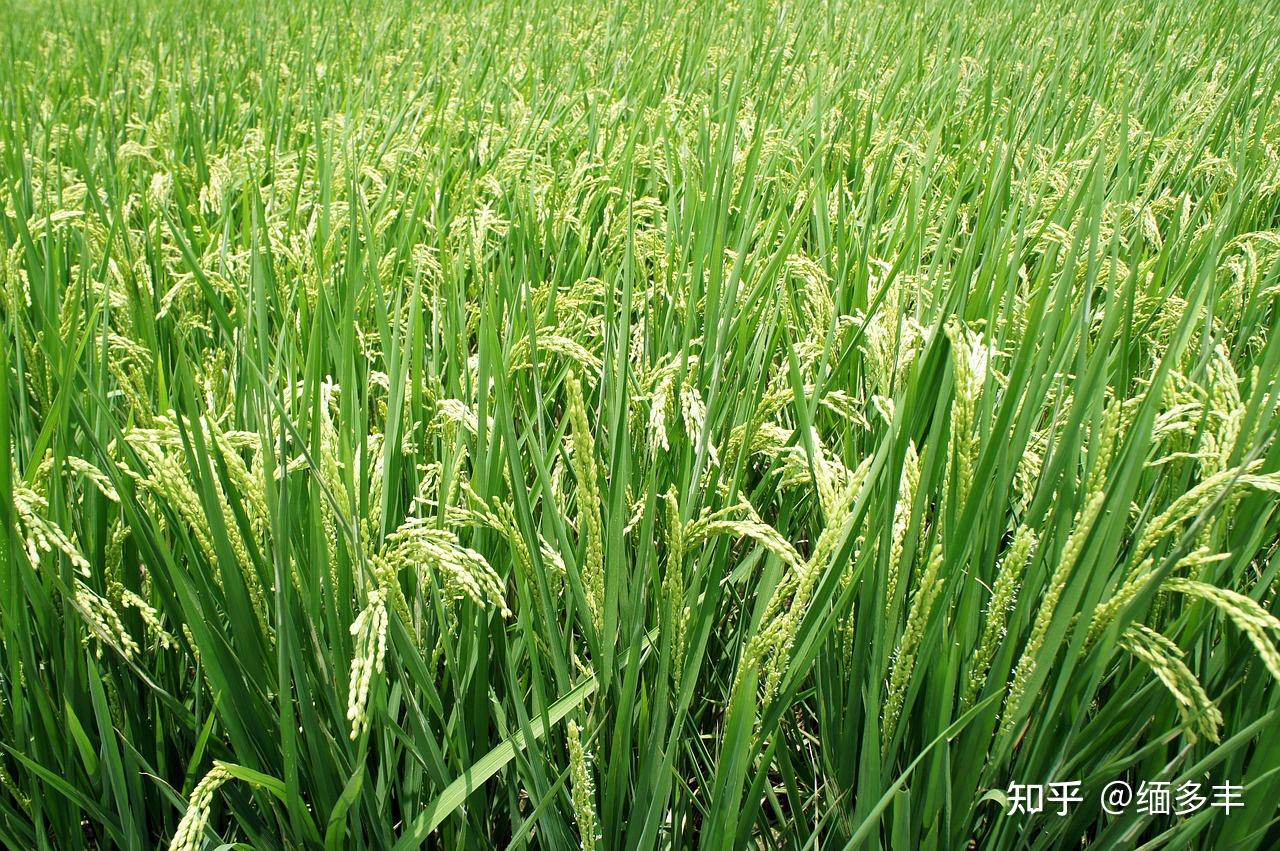 緬甸農業實皆省瑞帽專區今年種植雨季稻347萬英畝