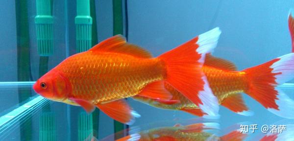 哪种金鱼最好养 哪种金鱼最好养寿命长 恩牛网 哪种金鱼最好养 哪种金鱼最好养寿命长 恩牛网