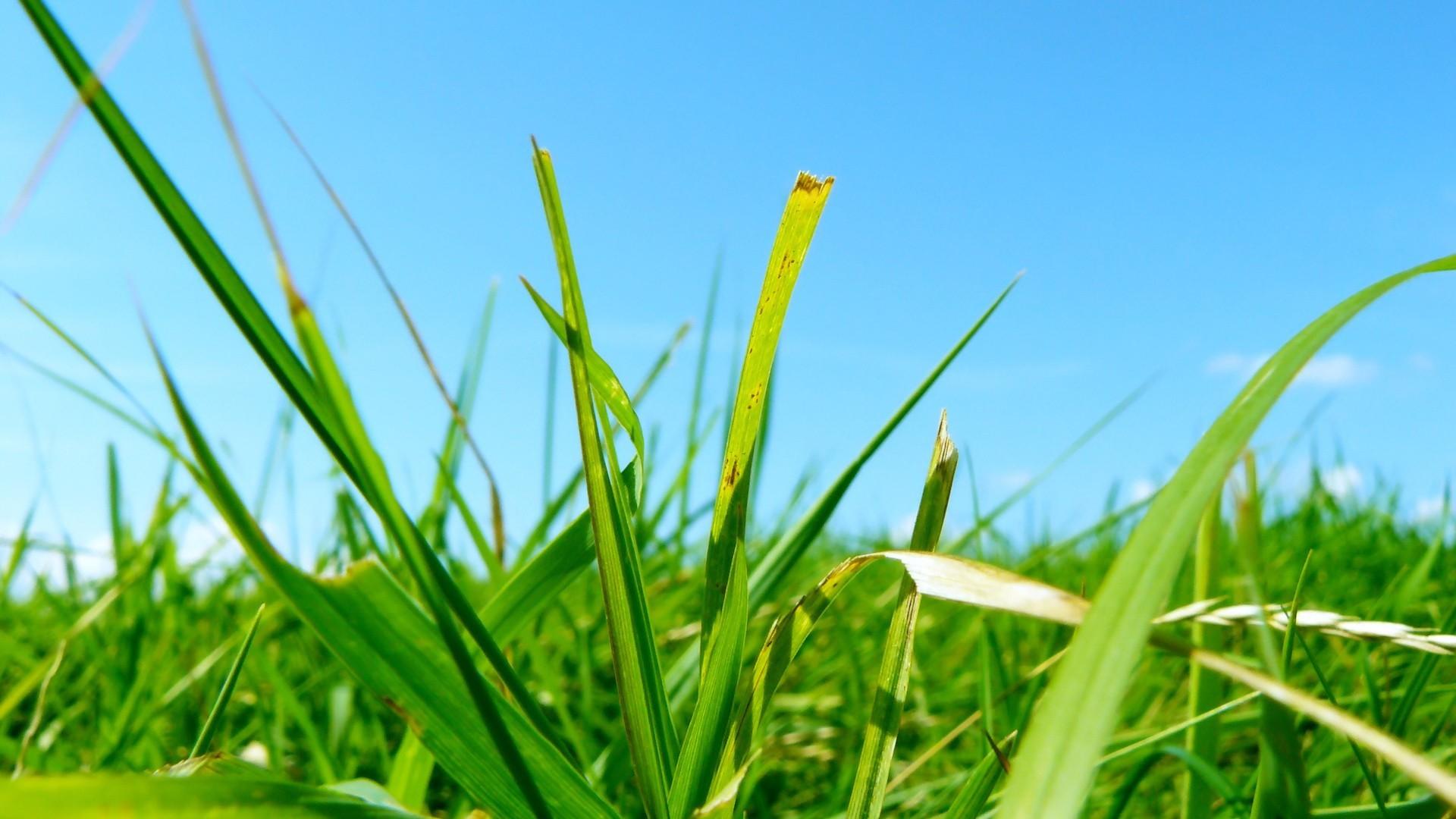 有没好看的草木壁纸? - 知乎